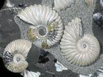 Gorgeous, Iridescent Deschaesites Ammonite Cluster #50763-2